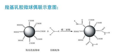 乳胶微球产品