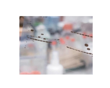 免疫印迹Western Blot General Protocol